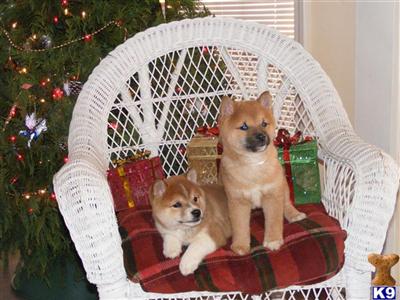 Dogs for Sale in GA